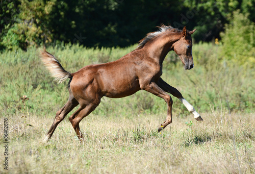 red arabian foal plays on freedom