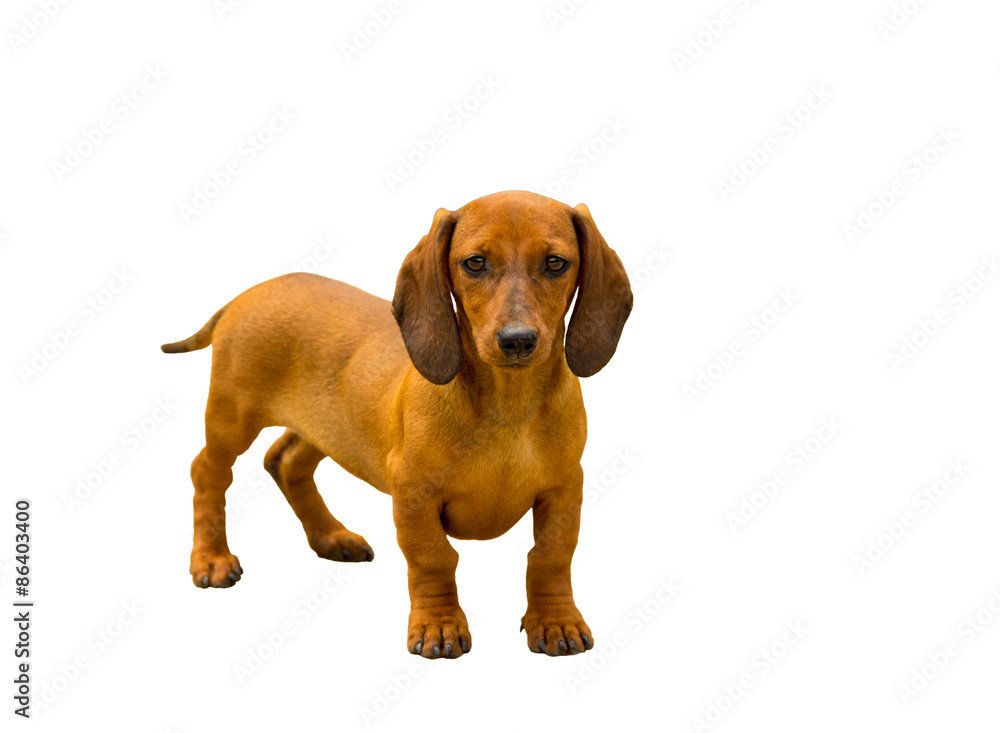 dachshund/ the dog  of breed a dachshund of a brown color isolated on white 