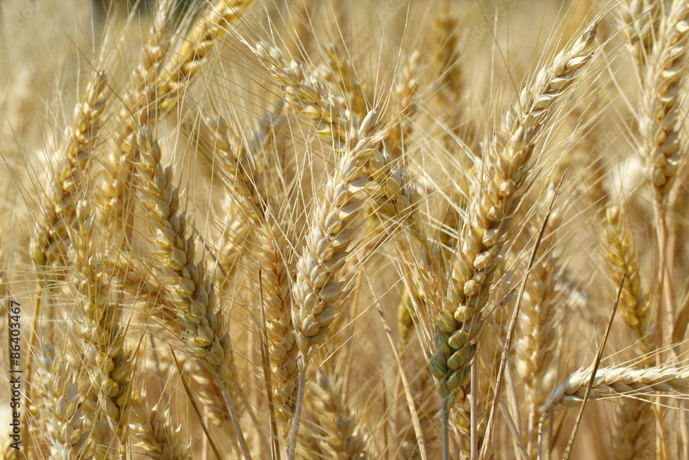 Gold yellow grain ready for harvest Gold yellow grain ready for harvest