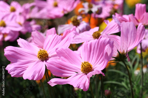 Field of cosmos flowers