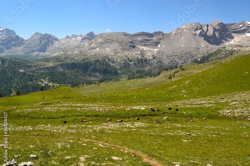 pascolo delle mucche alto adige