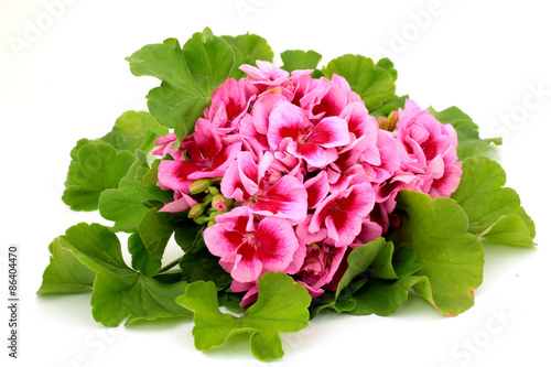 Fototapeta Naklejka Na Ścianę i Meble -  Pelargonia 