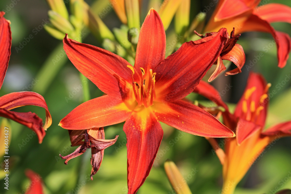 Orange Lily Orange Lily