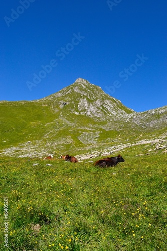 col toronn con bestiame 