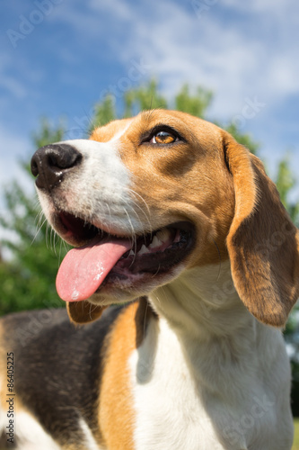 Beagle dog - vertical photo portrait