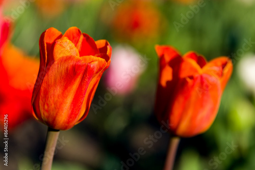 Tulpen