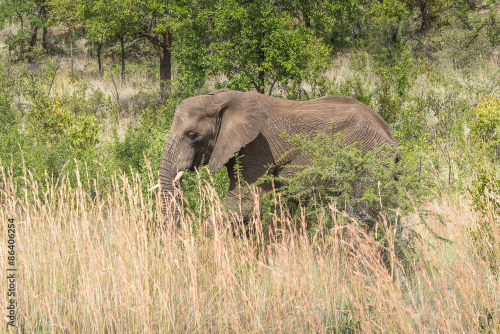 Fototapeta premium Elephant. Pilanesberg national park. South Africa. 
