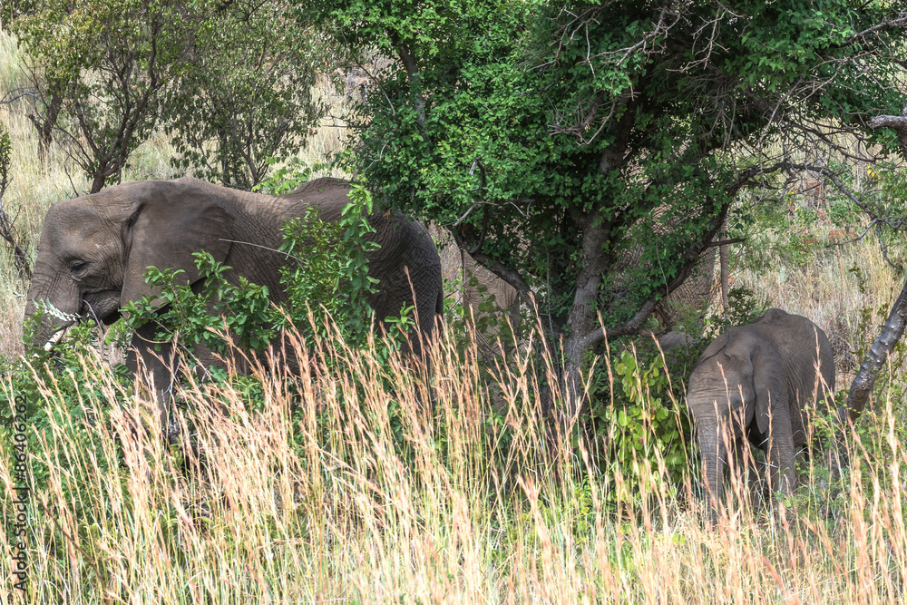 Elephant. Pilanesberg national park. South Africa. 