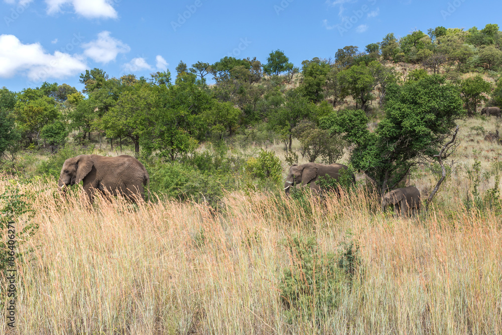 Fototapeta premium Elephant. Pilanesberg national park. South Africa.