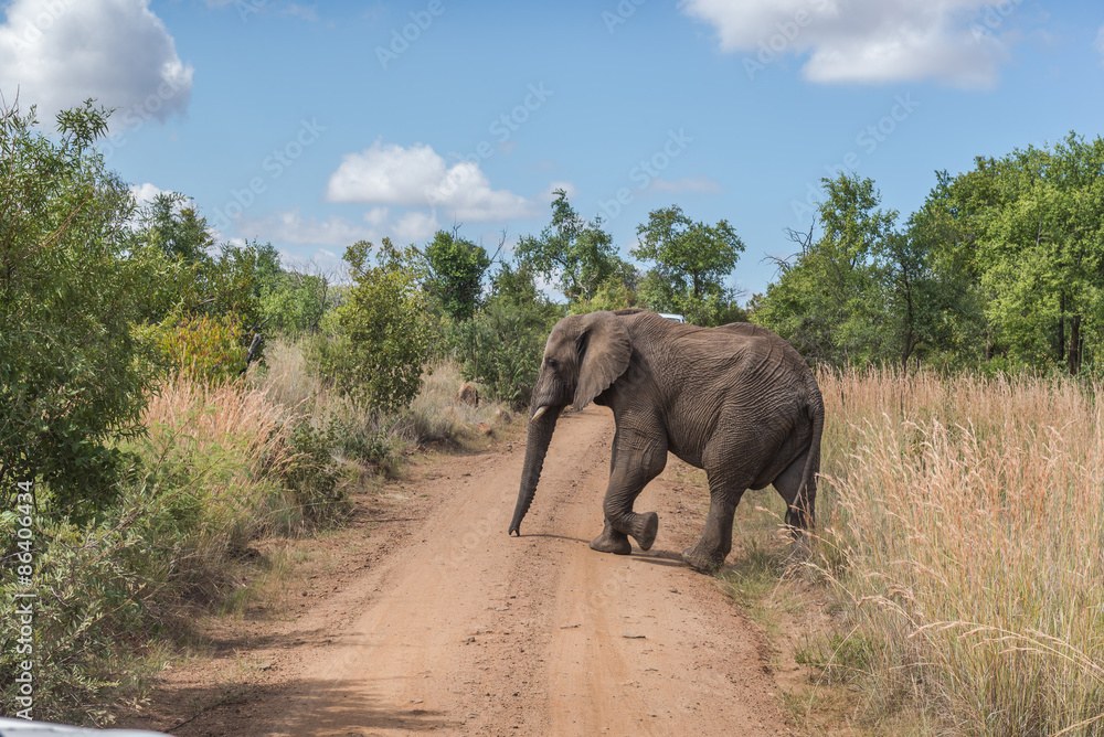 Obraz premium Elephant. Pilanesberg national park. South Africa. 
