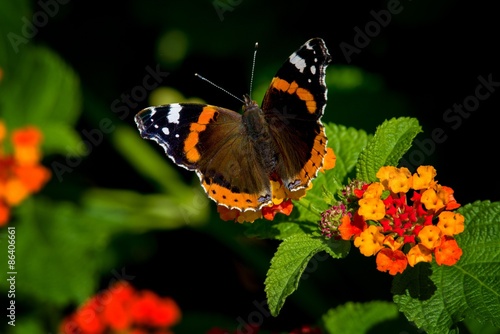 Schmetterling auf Wandelröschen