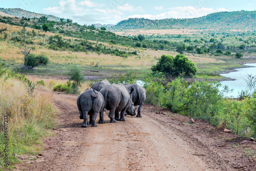 Rhinoceros, Pilanesberg national park. South Africa.

