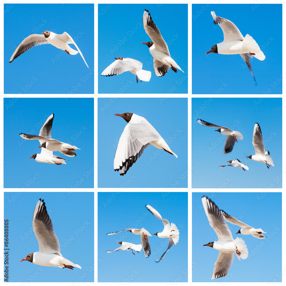Fototapeta premium Seagulls.