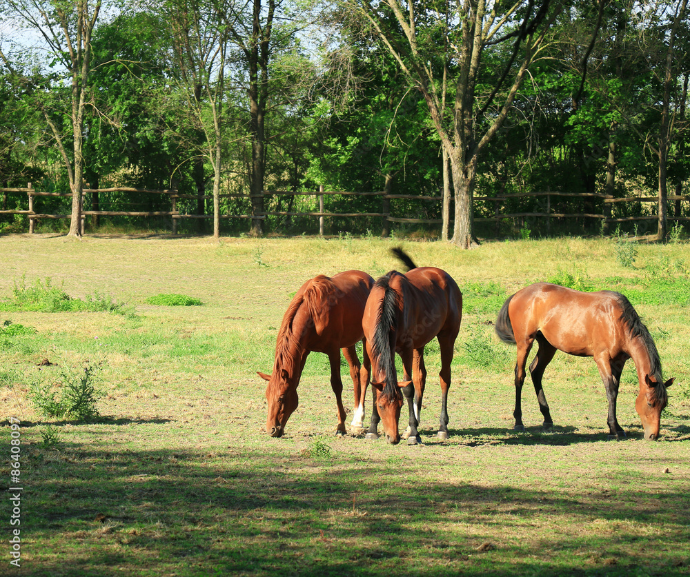 young English thoroughbred horses