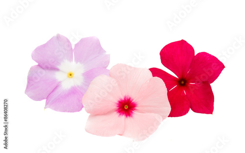 periwinkle