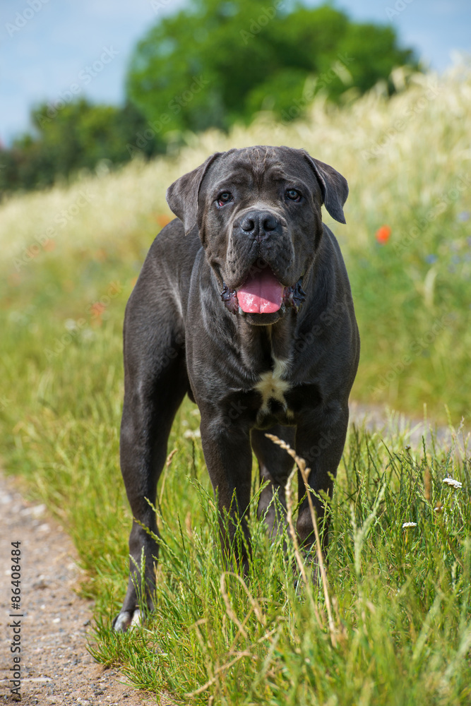 Cane Corso