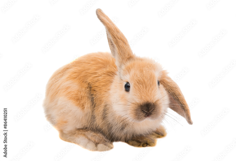 Rabbit