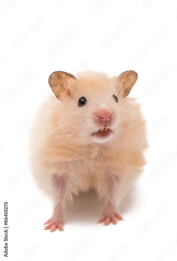 hamster isolated