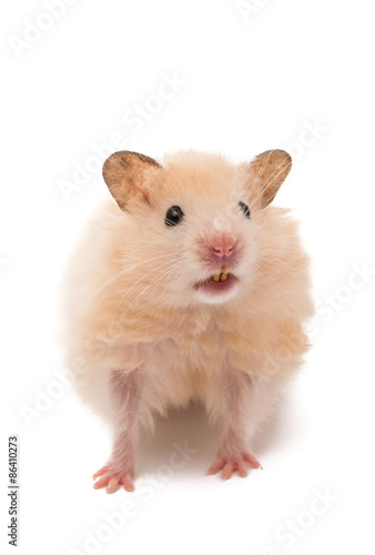 hamster isolated