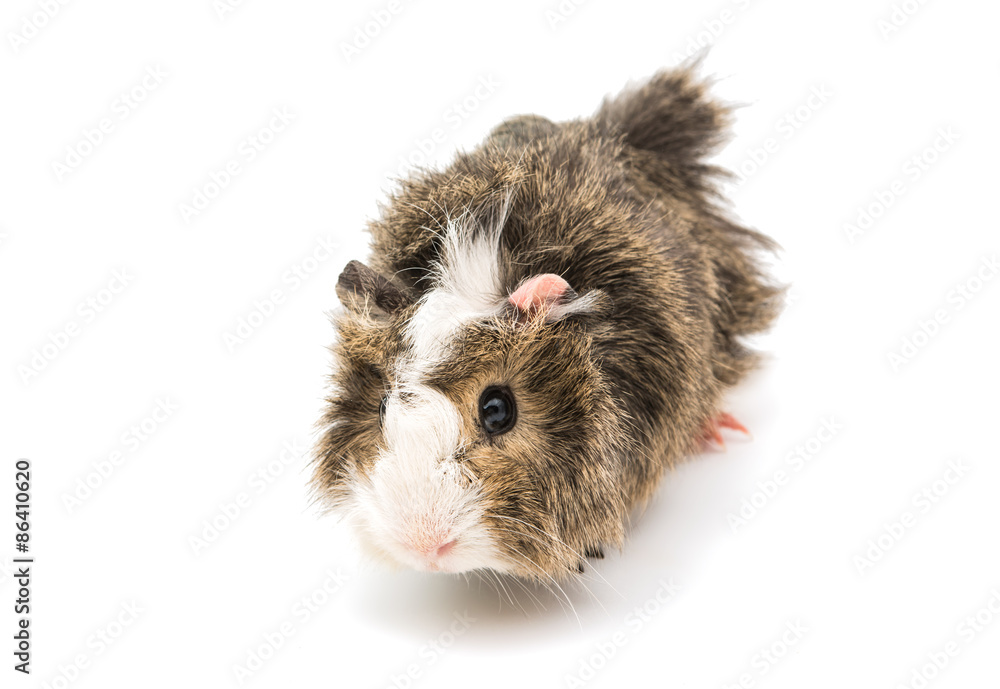 Fototapeta premium guinea pig
