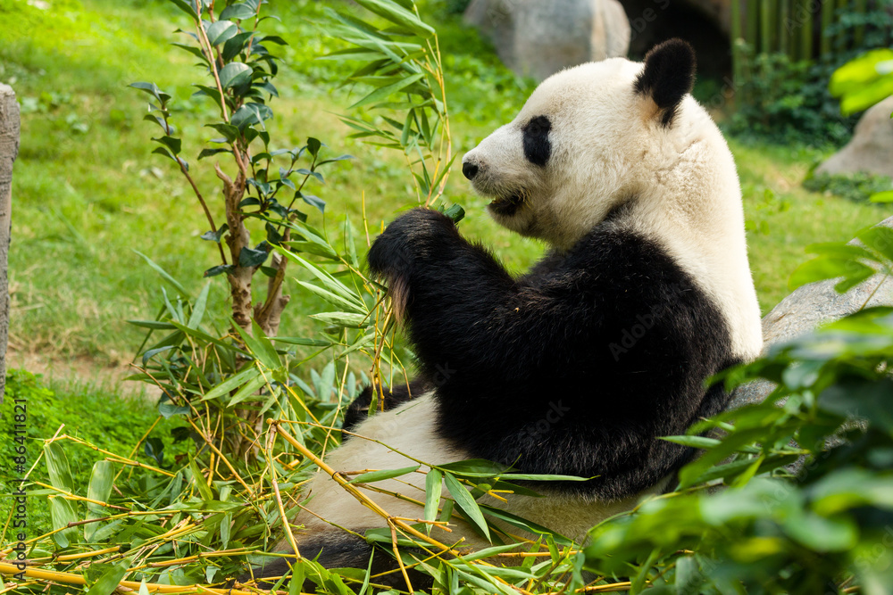 Naklejka premium Giant Panda eating bamboo