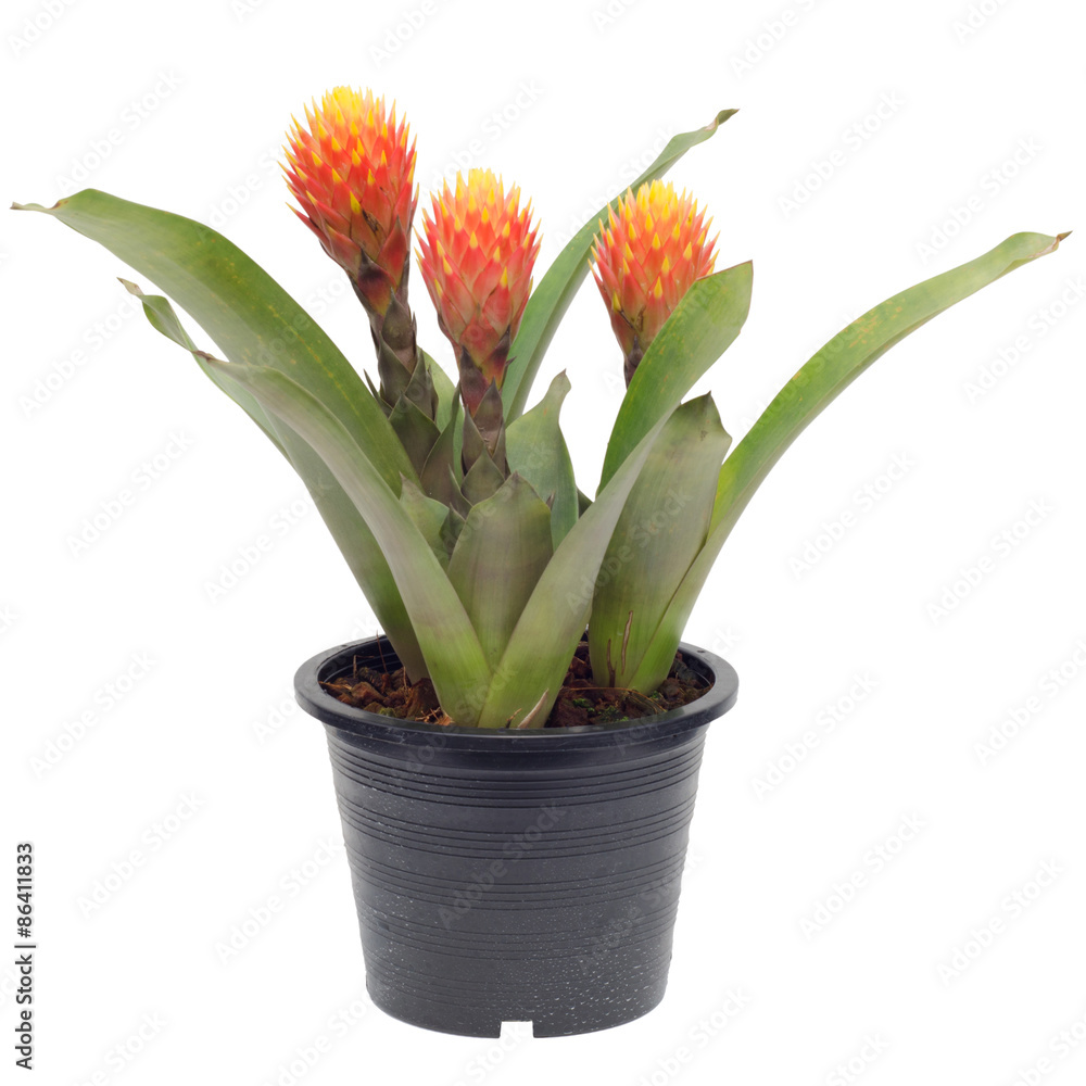 Obraz premium Bromeliad isolated on white background