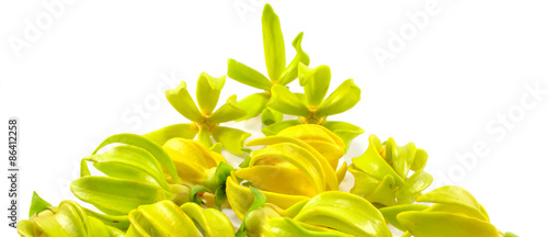 Ylang Ylang Flowers