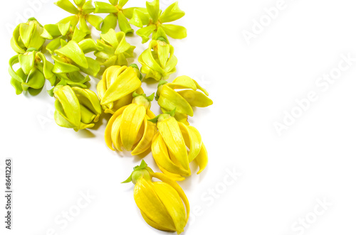 Ylang Ylang Flowers photo