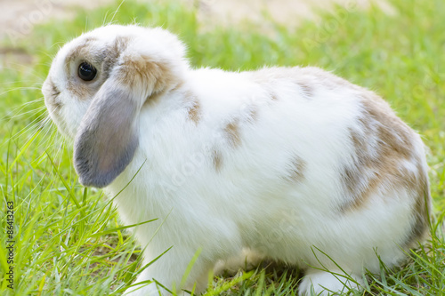 Rabbit
 photo