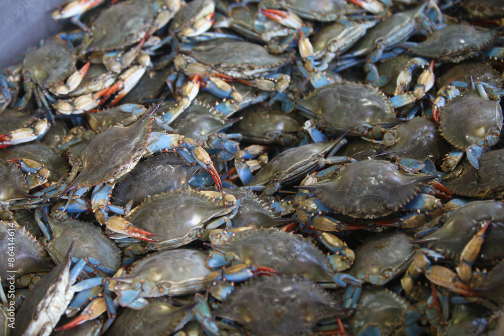 blue crabs blue crabs