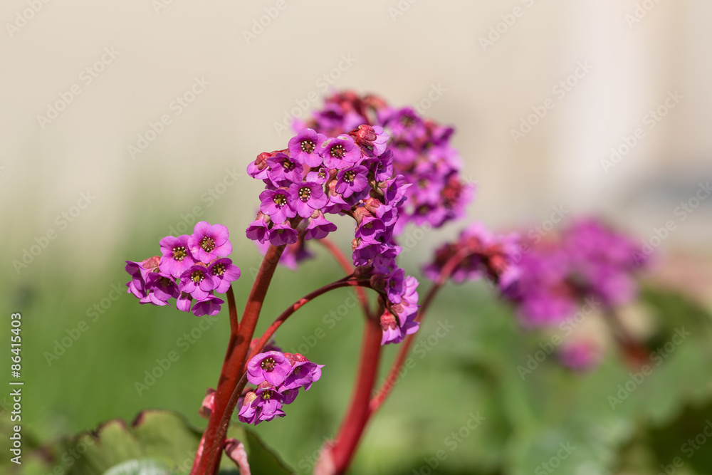 Obraz premium saxifrage closeup