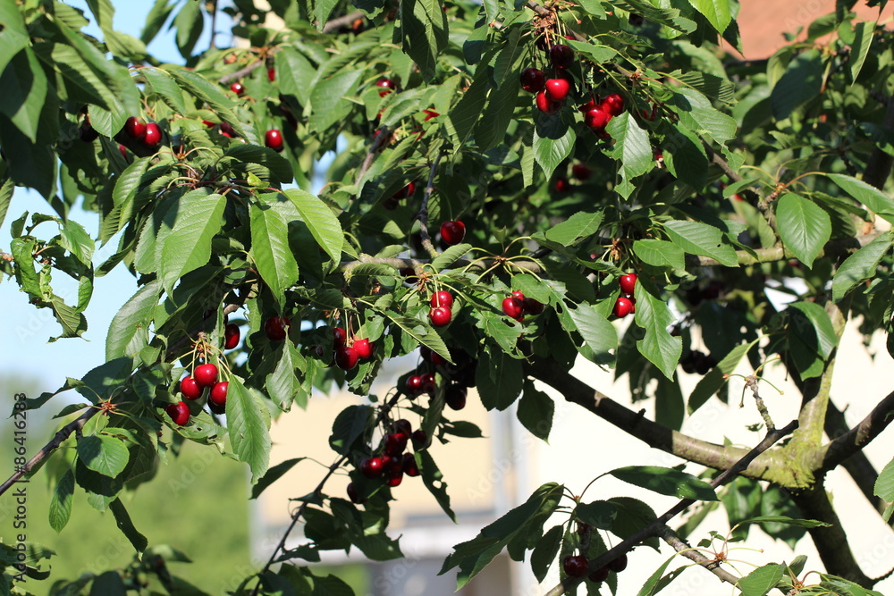 Cherry Cherry