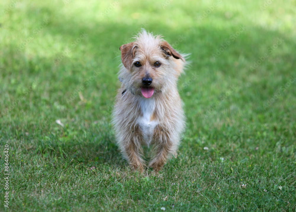 terrier terrier