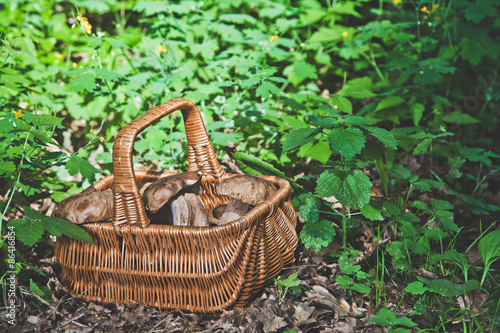 Forest gifts. White mushrooms in wicker basket