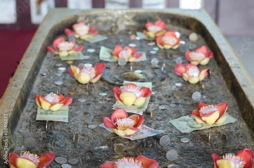 Salavan flower and Thai  money at Buddhakaya Chedi, Sangklaburi, photo