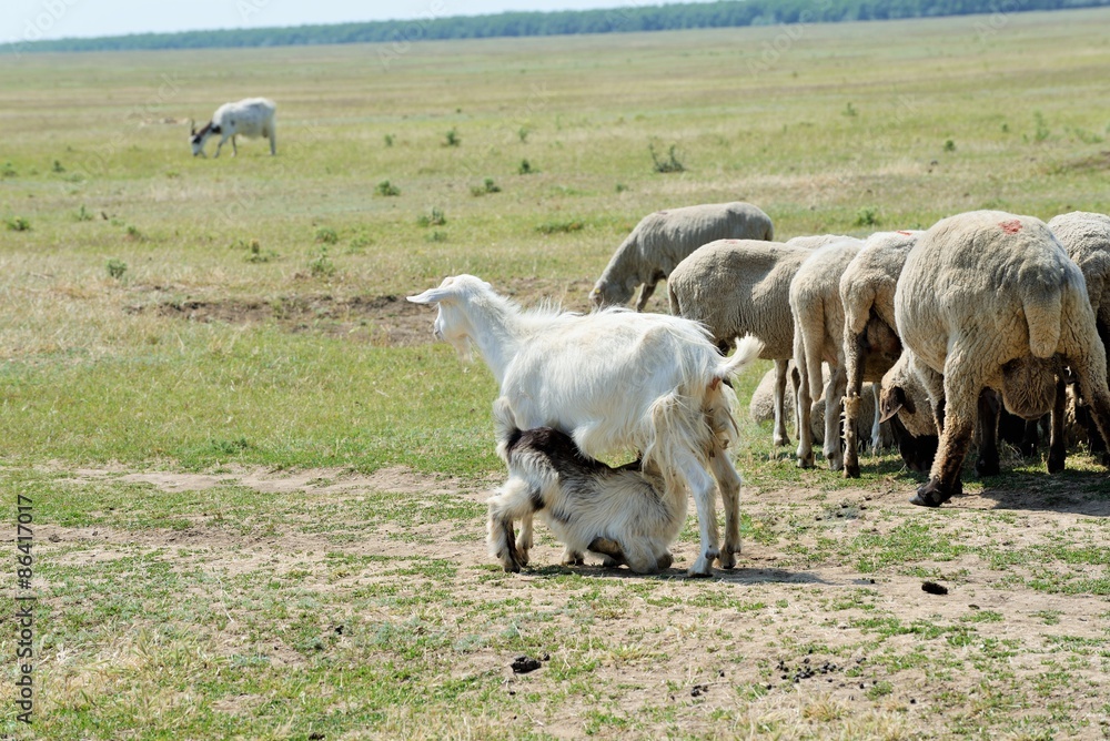 Shorn sheep in the field