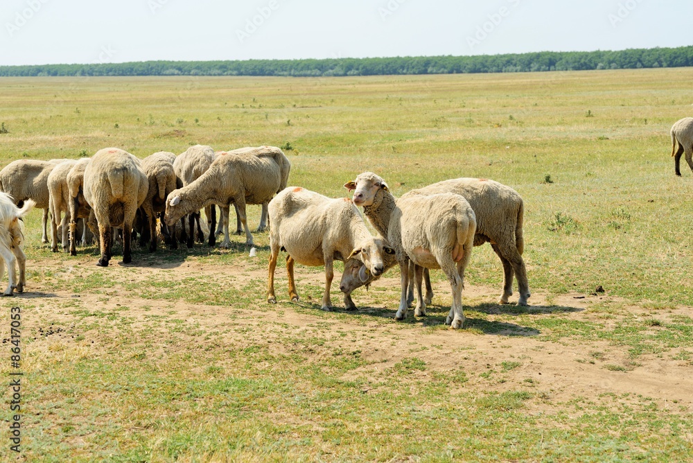 Shorn sheep in the field