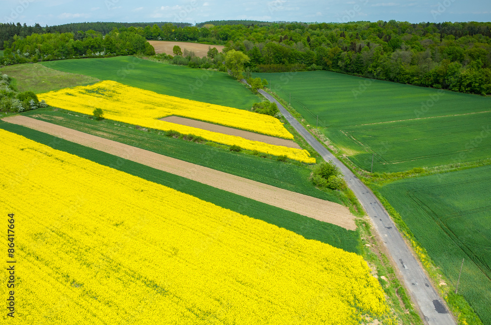 Obraz premium Colza field