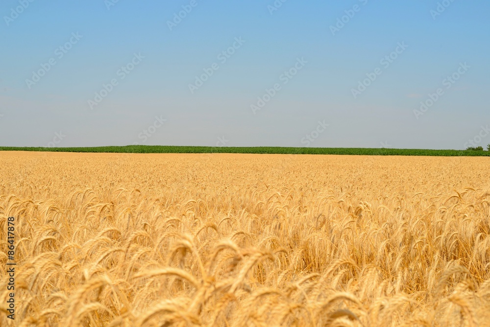 Naklejka premium Cereal field.