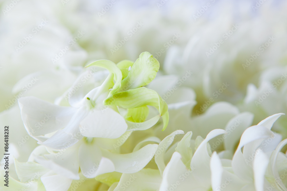 Obraz premium Orchid petals Being prepared is used in wedding ceremonies.