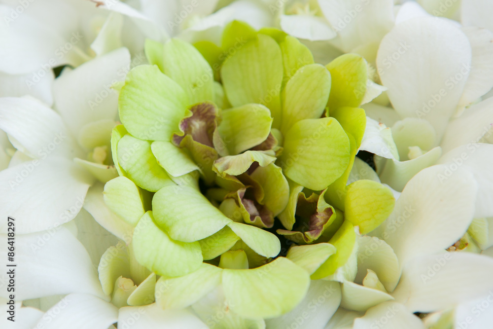 Orchid petals Being prepared is used in wedding ceremonies. Orchid petals Being prepared is used in wedding ceremonies.