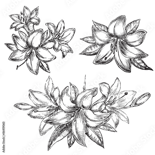 flower lily sketch illustration