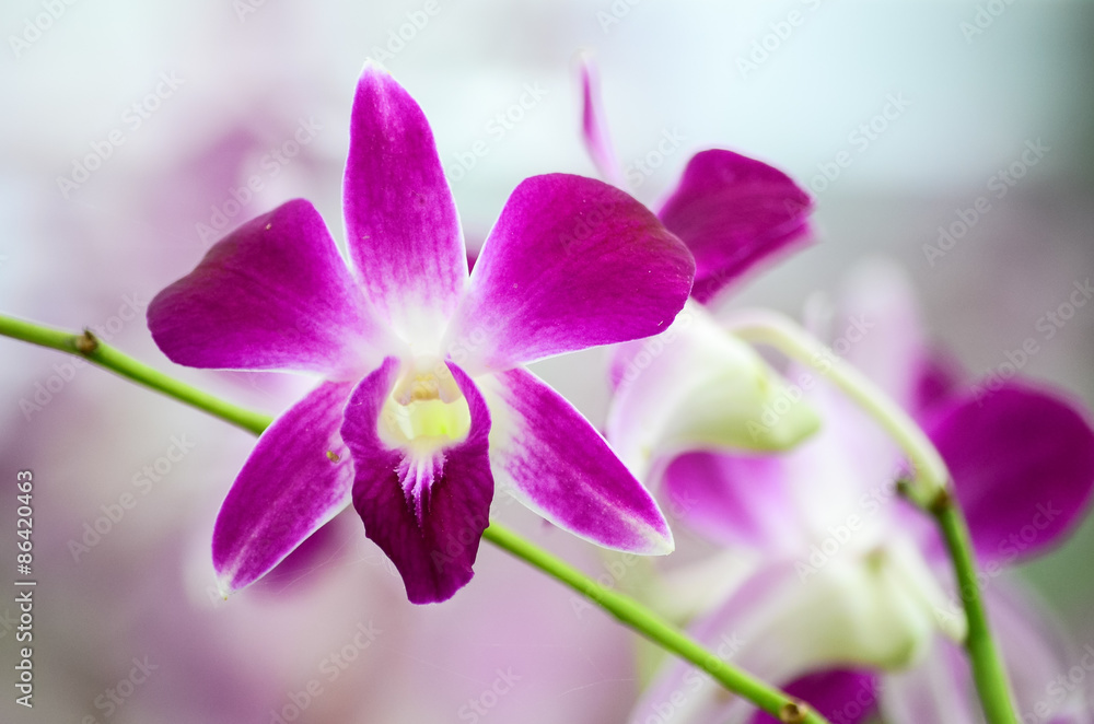 Purple orchid