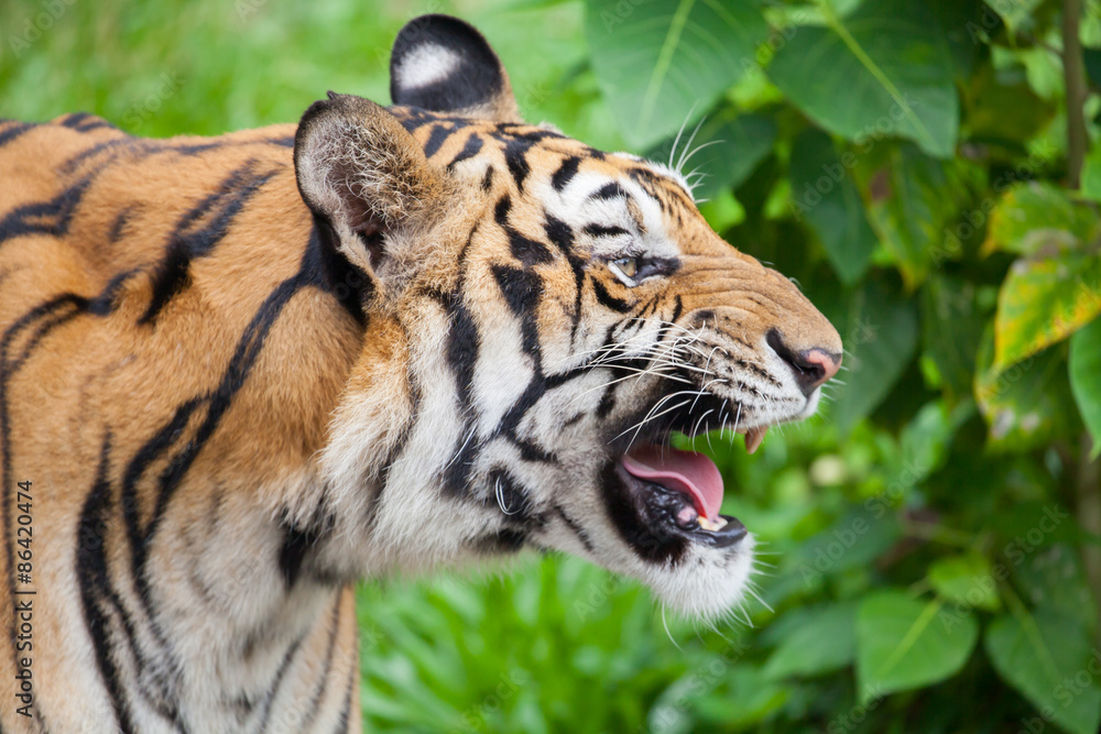 Fototapeta premium Closeup tiger in the zoo at Thailand