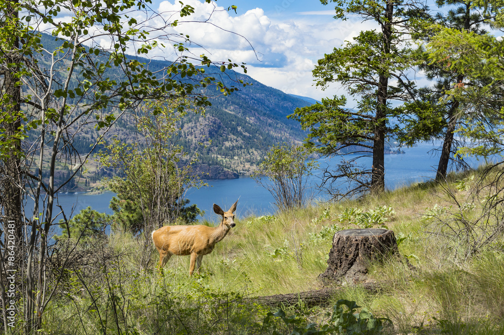 Fototapeta premium Mule Deer - Okanagan Lake