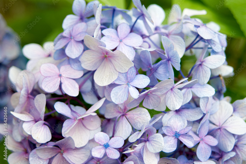 紫陽花
紫陽花