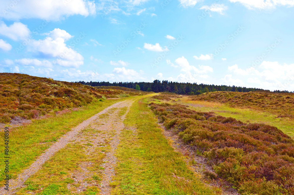 Fototapeta premium Weg durch Heidelandschaft, Nordseeinsel Rømø, Dänemark