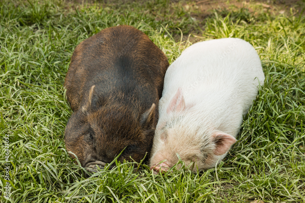 two miniature piglets resting in grass two miniature piglets resting in grass