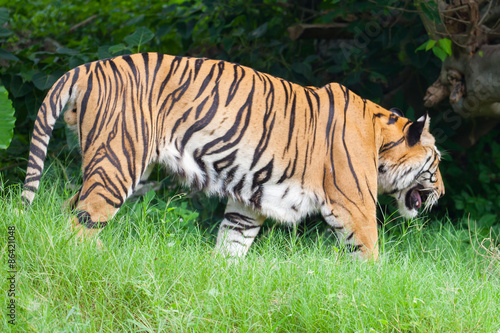 Closeup tiger in the zoo at Thailand