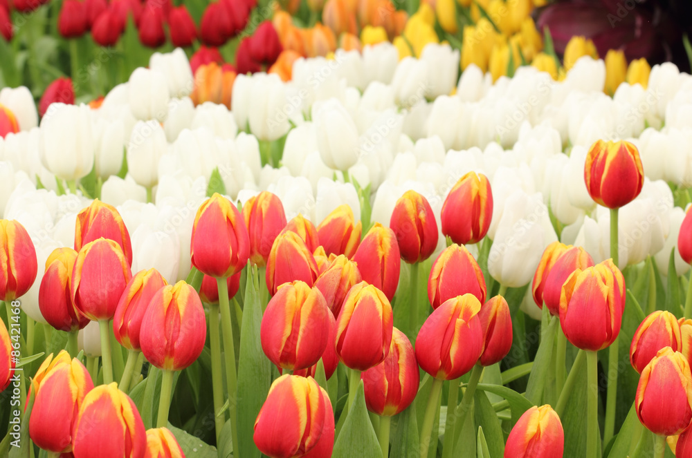 colorful tulips, tulips in garden